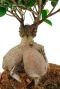 Ficus microcarpa ginseng