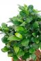 Ficus microcarpa ginseng