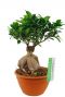 Ficus microcarpa ginseng