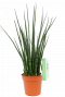 Sansevieria Fernwood Mikado