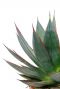 Feuilles d'agave shaka zulu