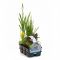  Sixpack de plantes aquatiques fleurissantes