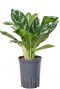 Aglaonema amazon silver