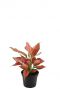 Aglaonema cherry baby