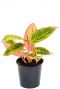 Aglaonema salmon fantasy