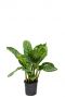 Aglaonema stripes plant