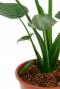 Alocasia Cucullata groene bladstelen
