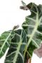 Alocasia polly