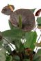 Anthurium black