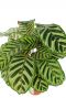 Blad van calathea