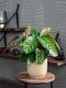 Calathea pauwenplant kamerplant interieur