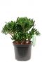 Crassula Hobbit