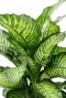 Dieffenbachia maroba