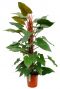 Philodendron Red Emerald