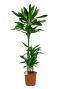 Dracaena-janet-lind-online-kopen-2