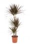 Dracaena-magenta-drakenbloedboom-online-kopen