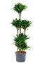 Dracaena compacta 4