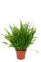 Nephrolepis Green Lady