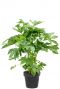 Fatsia japonica pot24