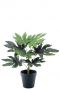 Fatsia kunstplant