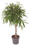 Ficus Amstel King