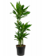 Kantrooplant-weinig-water-dracaena-janet-lindt