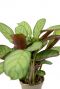 Maranta-amabilis-mint-closeup