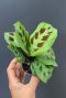 Maranta leuconeura green