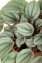 Peperomia milano blad