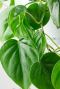 Philodendron scandens