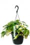 Philodendron brasil hangplant