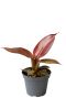 Philodendron red sun