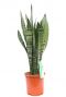 Sansevieria Zeylanica kamerplant kopen bij 123planten