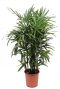 Rhapis-excelsa-stockpalme