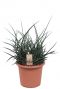 Sansevieria Fernwood