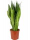 Sansevieria-zeylanica-vrouwentong-middel 2 1