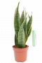 Sansevieria lady's tongue une plante d'intérieur durable