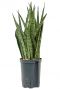 Sansevieria zeylanica hydroplanten