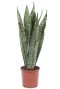 Sansevieria zeylanica planten