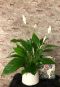 Spathiphyllum-fleur-de-lune-plante-d-interieur