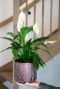 Spathiphyllum plant 1