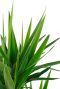 Yucca kamerplant 2