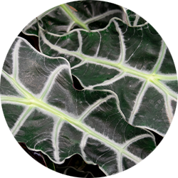 Entretien Alocasia 