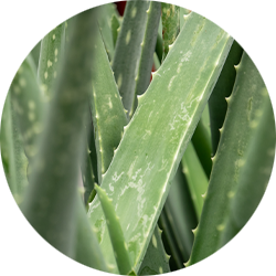 Entretien Aloe Vera 