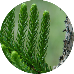 Entretien Araucaria