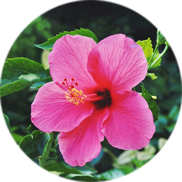 Entretien de l'hibiscus