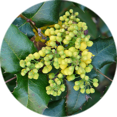 Entretien de mahonia