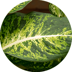 Entretien Dieffenbachia