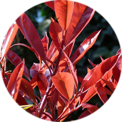 Entretien du photinia