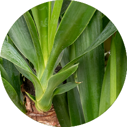 Entretien Yucca